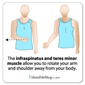 infraspinatus,teres minor muscle rotation example