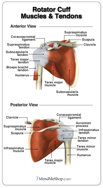 anatomical rotator cuff tendons