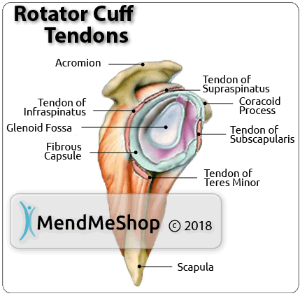 Rotator Cuff Tendons Anatomy