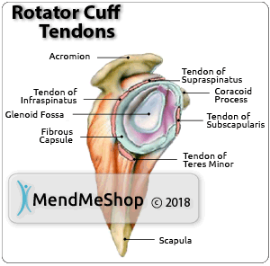 Increase blood flow-speed up healing of your rotator cuff.