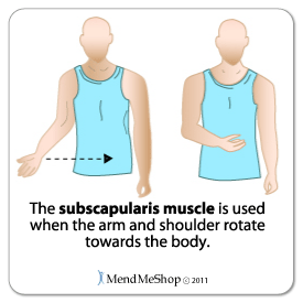 subscapularis muscle arm shoulder rotation example