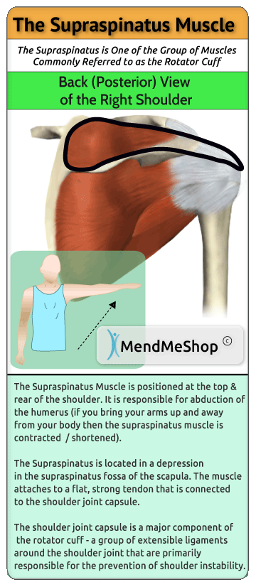 Tear of deals the supraspinatus